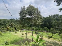 Musang king blackthorne land near Tol Senawang