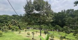 Musang king blackthorne land near Tol Senawang