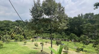 Musang king blackthorne land near Tol Senawang