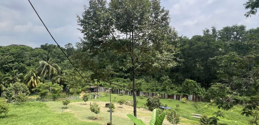 Musang king blackthorne land near Tol Senawang