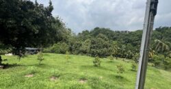 Musang king blackthorne land near Tol Senawang