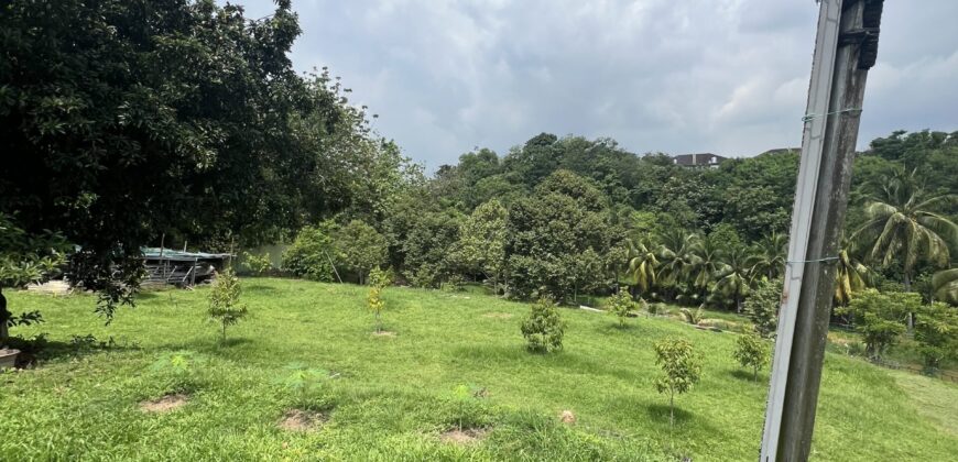 Musang king blackthorne land near Tol Senawang