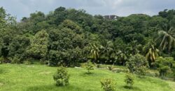Musang king blackthorne land near Tol Senawang