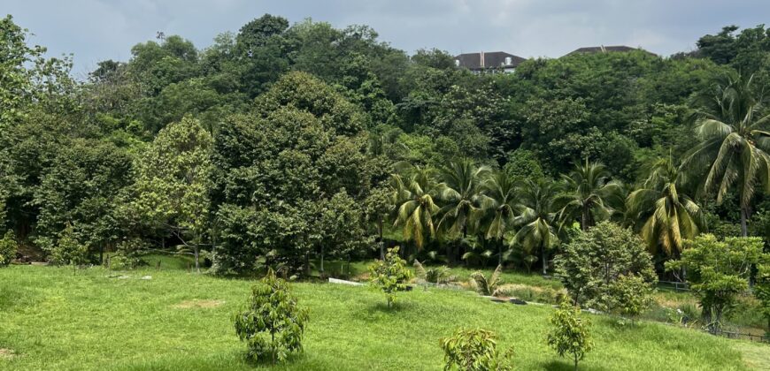 Musang king blackthorne land near Tol Senawang