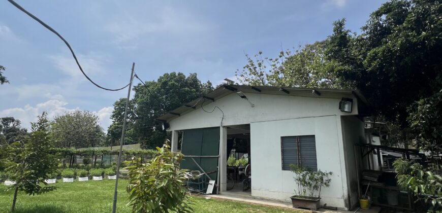 Musang king blackthorne land near Tol Senawang