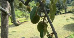Musang king blackthorne land near Tol Senawang