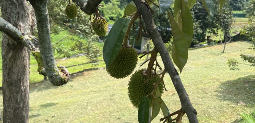 Musang king blackthorne land near Tol Senawang