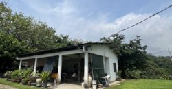Musang king blackthorne land near Tol Senawang