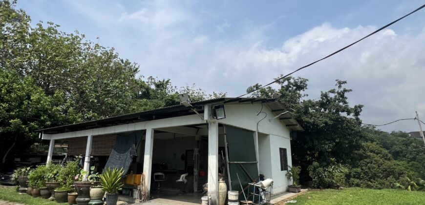 Musang king blackthorne land near Tol Senawang