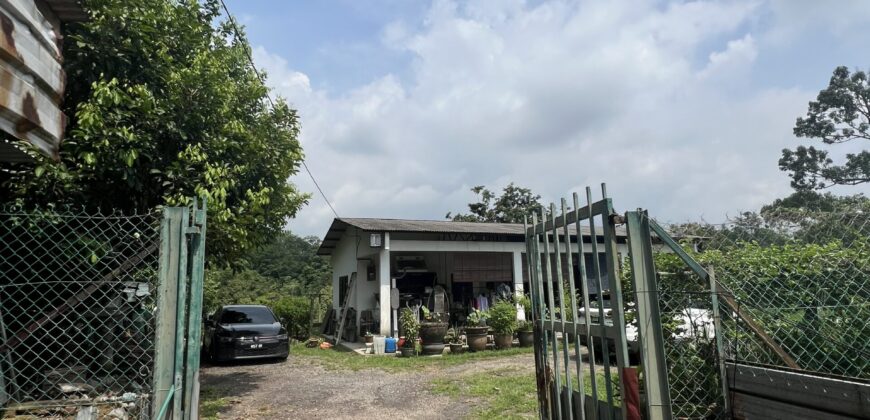 Musang king blackthorne land near Tol Senawang