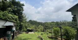 Musang king blackthorne land near Tol Senawang