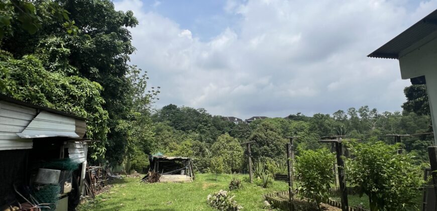 Musang king blackthorne land near Tol Senawang