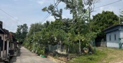 Musang king blackthorne land near Tol Senawang